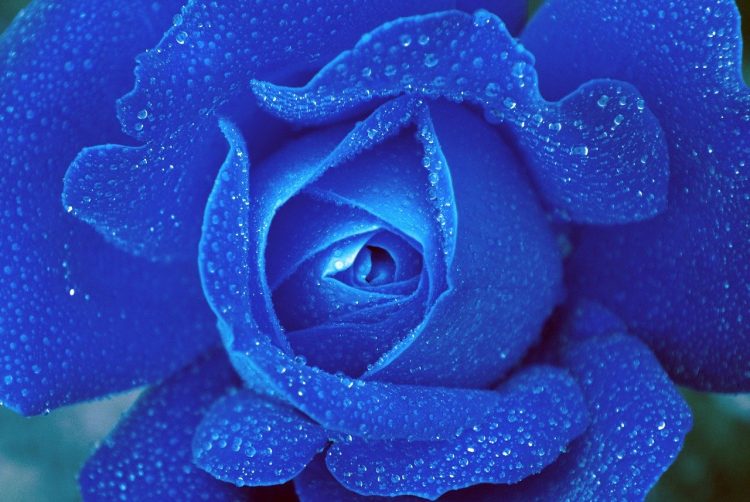 blue rose with water droplets